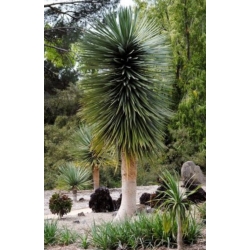 nasiona Dracena smocza swikx260