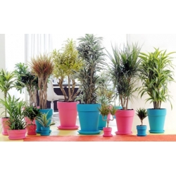 nasiona Dracena smocza swikx260