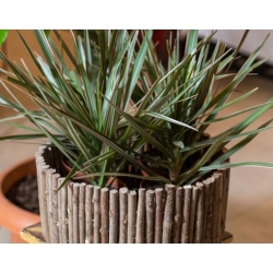 nasiona Dracena smocza swikx260