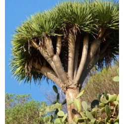 nasiona Dracena smocza swikx260