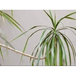 nasiona Dracena smocza swikx260