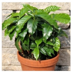 nasiona Drzewko Kawowe swikx258