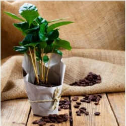 nasiona Drzewko Kawowe swikx258