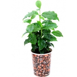 nasiona Drzewko Kawowe swikx258