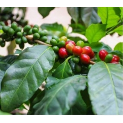 nasiona Drzewko Kawowe swikx258