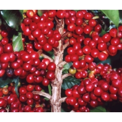 nasiona Drzewko Kawowe swikx258