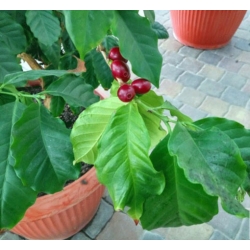 nasiona Drzewko Kawowe swikx258