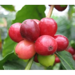 nasiona Drzewko Kawowe swikx258