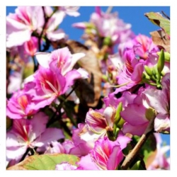 nasiona Drzewo storczykowe Bauhinia swikx264