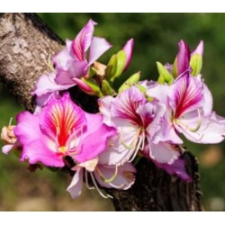 nasiona Drzewo storczykowe Bauhinia swikx264