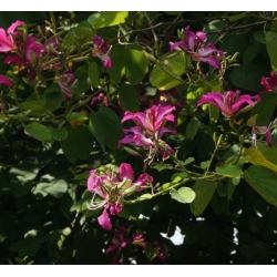 nasiona Drzewo storczykowe Bauhinia swikx264