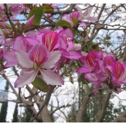 nasiona Drzewo storczykowe Bauhinia swikx264