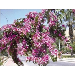 nasiona Drzewo storczykowe Bauhinia swikx264