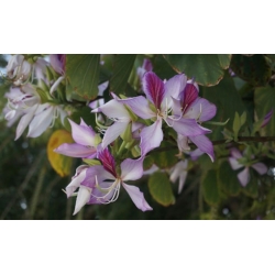 nasiona Drzewo storczykowe Bauhinia swikx264