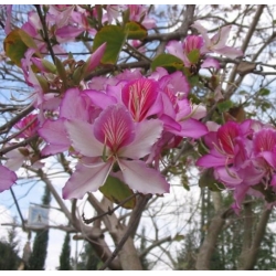 nasiona Drzewo storczykowe Bauhinia swikx264