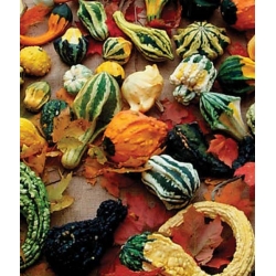 nasiona Dynia ozdobna Autumn Wings swikx120