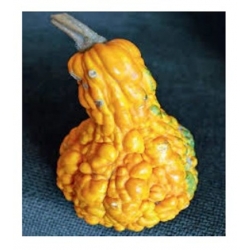 nasiona Dynia ozdobna brodawkowa swikx210