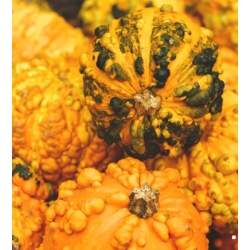 nasiona Dynia ozdobna brodawkowa swikx210