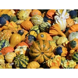 nasiona Dynia ozdobna brodawkowa swikx210