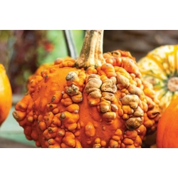 nasiona Dynia ozdobna brodawkowa swikx210