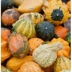 nasiona Dynia ozdobna brodawkowa swikx210