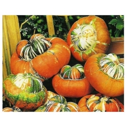 nasiona Dynia ozdobna Sułtański Turban swikx216