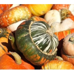 nasiona Dynia ozdobna Sułtański Turban swikx216