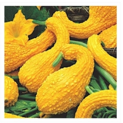 nasiona Dynia ozdobna Yellow Crookneck swikx217