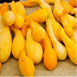 nasiona Dynia ozdobna Yellow Crookneck swikx217