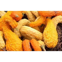 nasiona Dynia ozdobna Yellow Crookneck swikx217