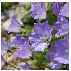 nasiona Dzwonek karpacki swikx122