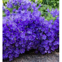 nasiona Dzwonek karpacki swikx122