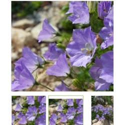 nasiona Dzwonek karpacki swikx122