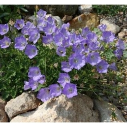 nasiona Dzwonek karpacki swikx122