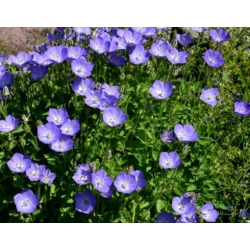 nasiona Dzwonek karpacki swikx122