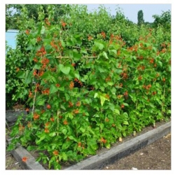 nasiona Fasola ozdobna mix swikx131