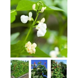 nasiona Fasola ozdobna mix swikx131