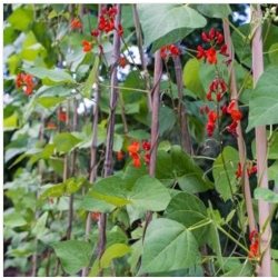 nasiona Fasola ozdobna mix swikx131