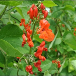 nasiona Fasola ozdobna mix swikx131