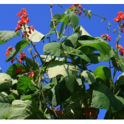 nasiona Fasola ozdobna mix swikx131