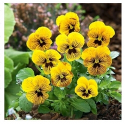 nasiona Fiołek Angel Tiger Eye swikx178