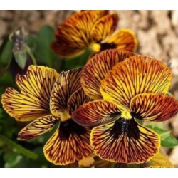 nasiona Fiołek Angel Tiger Eye swikx178