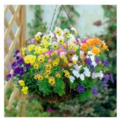 nasiona Fiołek zwisający mix swikx177