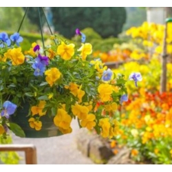 nasiona Fiołek zwisający mix swikx177