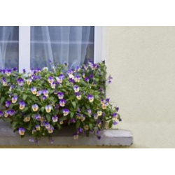 nasiona Fiołek zwisający mix swikx177