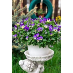 nasiona Fiołek zwisający mix swikx177