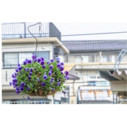 nasiona Fiołek zwisający mix swikx177