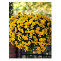 nasiona Fiołek zwisający żółty swikx176