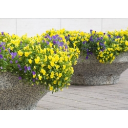 nasiona Fiołek zwisający żółty swikx176