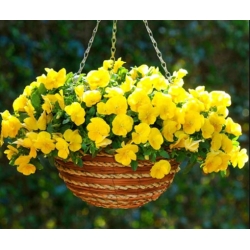 nasiona Fiołek zwisający żółty swikx176